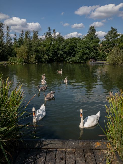 A tranquil scene at a lakeside area showing two white swans swimming near the concrete edge with green reeds and tall grass in the foreground. Behind them, seven smaller waterfowl, likely juvenile swans or ducks, are floating on the water, which reflects the partly cloudy sky above. In the background, dense green trees and shrubs line the far bank, with a small dock or platform partially visible among the foliage. The bright daylight illuminates the scene, providing a natural and peaceful atmosphere. This outdoor setting could serve as an outdoor space adjacent to a residential property undergoing a home relocation or packing and moving process, as sometimes considered during house removals or transport arrangements.